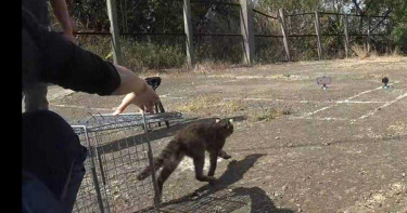 石虎倒臥溪谷軟腳痙攣險喪命 疑毒殺流浪犬害遭殃