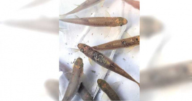 搶救稀有台灣白魚 台中農業局移地保種30尾