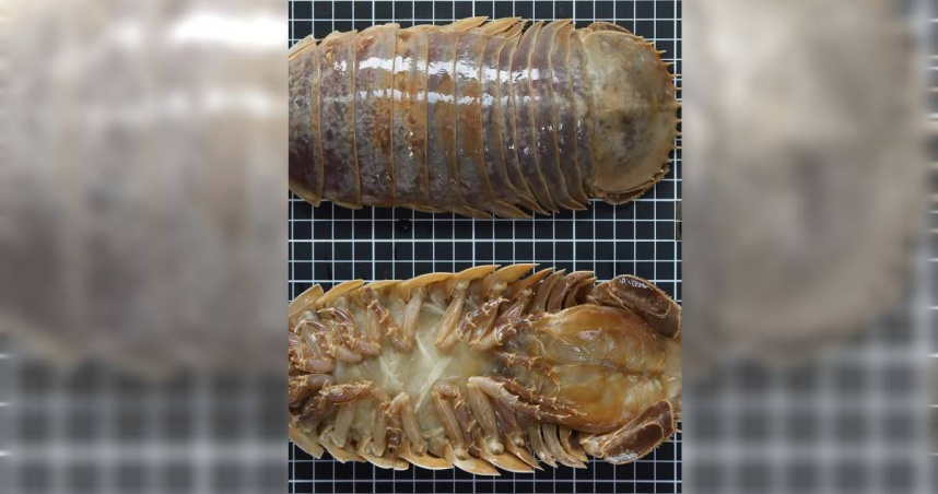 台南大學生科系副教授黃銘志發表來自西沙群島海域的深海等足類新物種，並命名為「西沙深水虱」。（圖／台南大學提供）