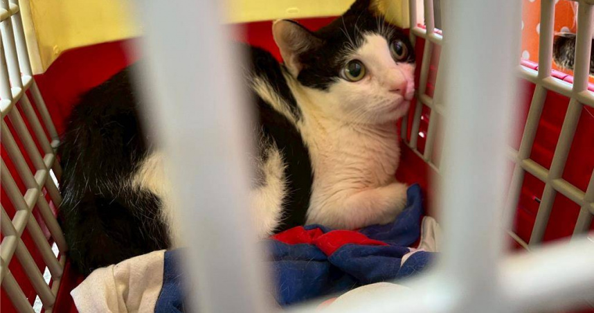 高雄市動保處掌握尚有2萬8914隻寵物貓尚未施打晶片，動保處陸續到偏鄉舉辦犬貓聯合活動，公費補助居民帶貓狗打晶片、疫苗等，鼓勵民眾盡快完成登記。（圖／高雄市動保處提供）