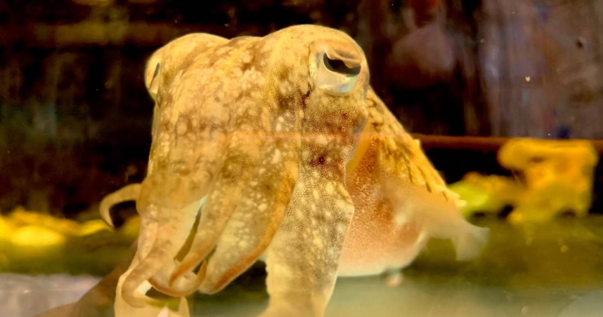 清華大學表示，焦傳金教授帶領的烏賊實驗室，在國際上有重要的學術地位。（圖／翻攝自臉書／國立清華大學National Tsing Hua University）