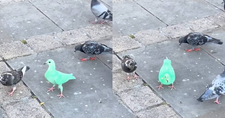 英國出現一隻全身螢光綠的鴿子。（圖／翻攝自TikTok）