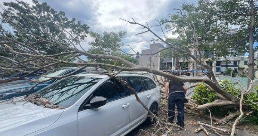 楊柳颱風猛吹2榕樹壓毀5轎車車主崩潰。（圖／翻攝畫面）