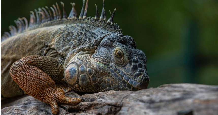 據屏東縣農業處統計，該縣今年1月到8月間總共移除7萬4687隻綠鬣蜥，其中委外廠商捕捉數量2萬5297隻，民眾捕捉數量則為4萬9390隻，占總移除量的6成多。（示意圖／翻攝pixabay）