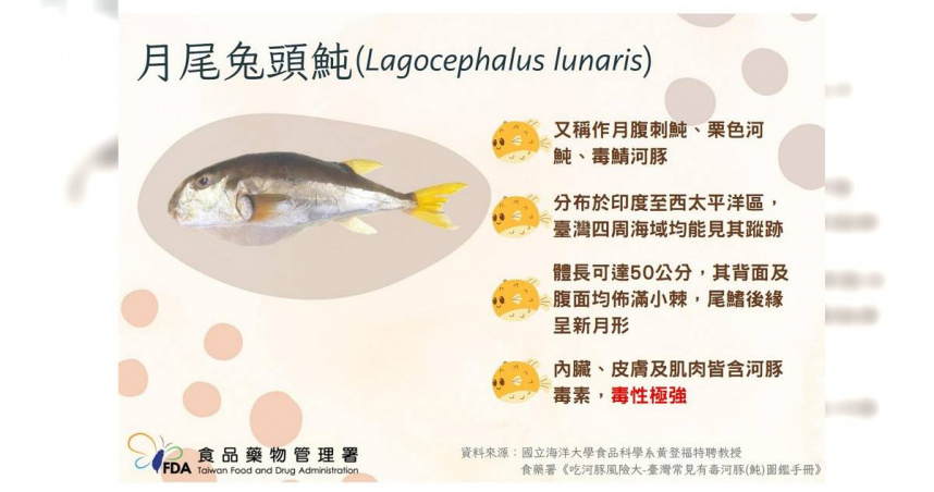 台灣常見的有毒河豚之一，月尾兔頭豚（栗色河豚）。（圖／食藥署提供）