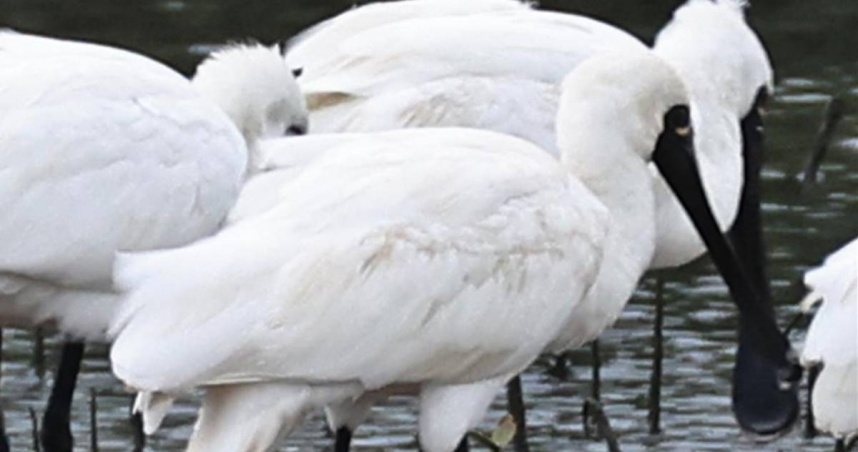 澎湖馬公菜園魚塭22日發現色環已變色且字環脫落的黑面琵鷺，經鳥會內部討論與核對，應該是1999年台南繫放的「T18」，其年齡已經來到28歲，已是阿祖級以上的「鳥瑞」。（圖／翻攝畫面）