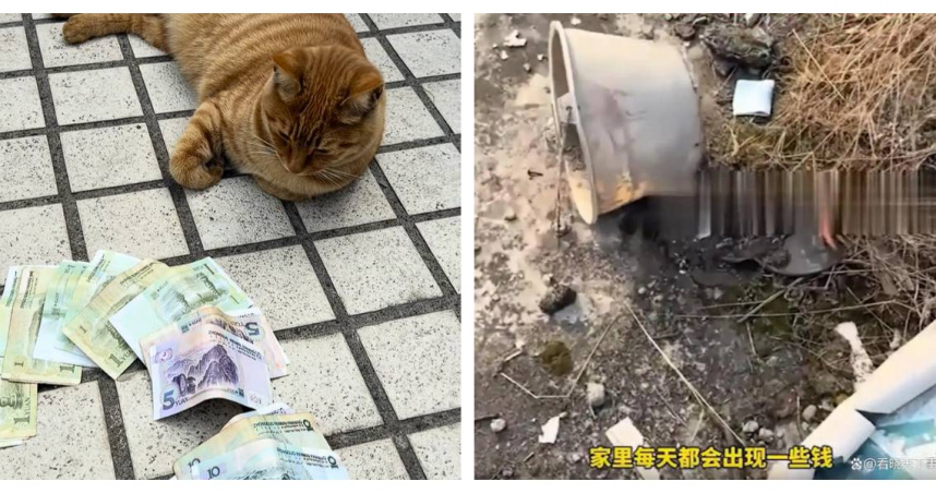女子家中橘貓「阿奴」連日叼回鄰居家散落零錢，意外成為「行動派招財貓」。（圖／翻攝自快科技、看曉天下事）