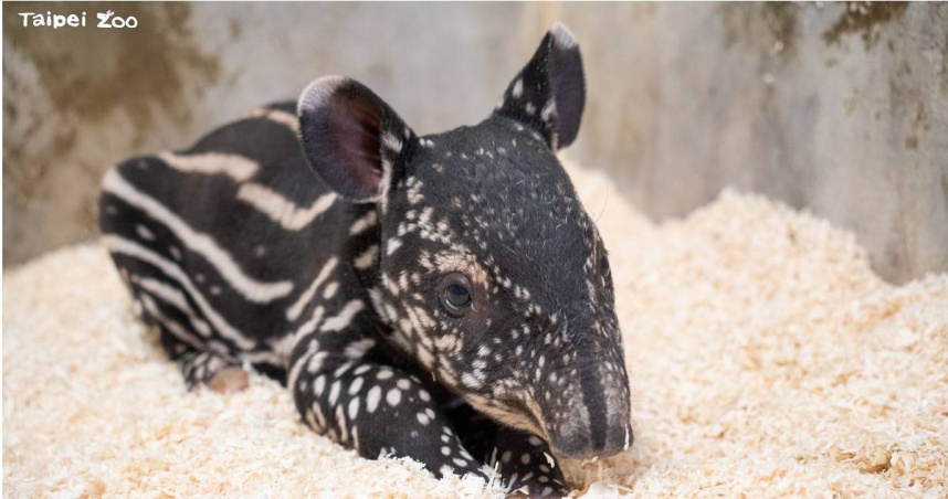 馬來貘Putri順利產下女寶（圖／臺北市立動物園提供）