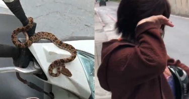 女騎士被龜殼花嚇哭!阿伯邊安慰邊補刀…網笑:這樣把妹母湯喔