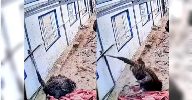 鴕鳥頭卡鐵管縫 雙腳一蹬扯斷脖子「身首分離」