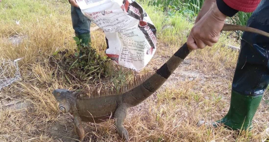 近期中南部綠鬣蜥氾濫，政府祭出移除辦法獎勵，凡人道方式抓捕可獲得農產品一份。圖為南投埔里鎮民眾難一處茭白筍田捕獲疑似遭棄養的綠鬣蜥。（圖／報系資料照）