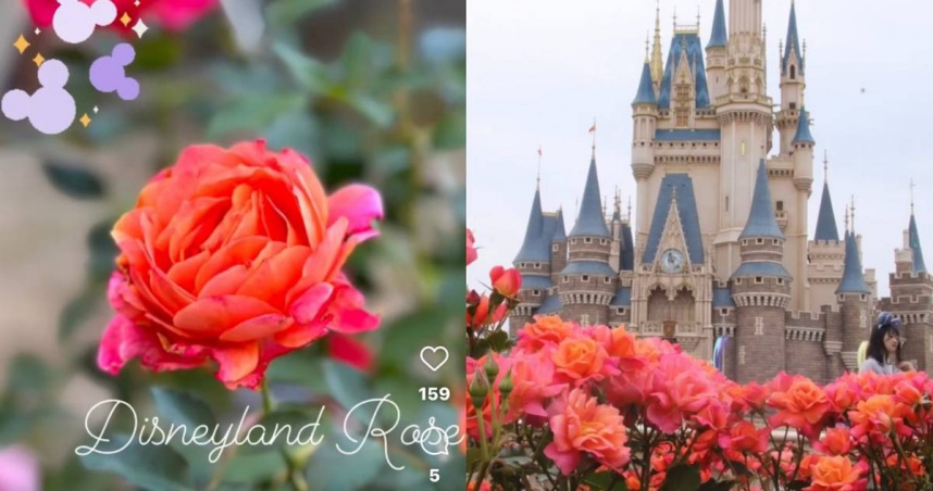 （圖／取自_saorose_ IG、satracchi IG）