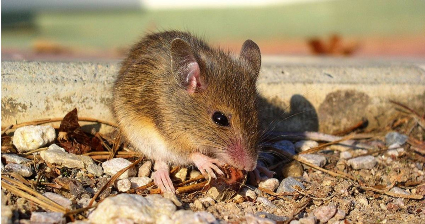 專家指出老鼠是幾十種人畜共通傳染病的中間宿主。（示意圖／pixabay）