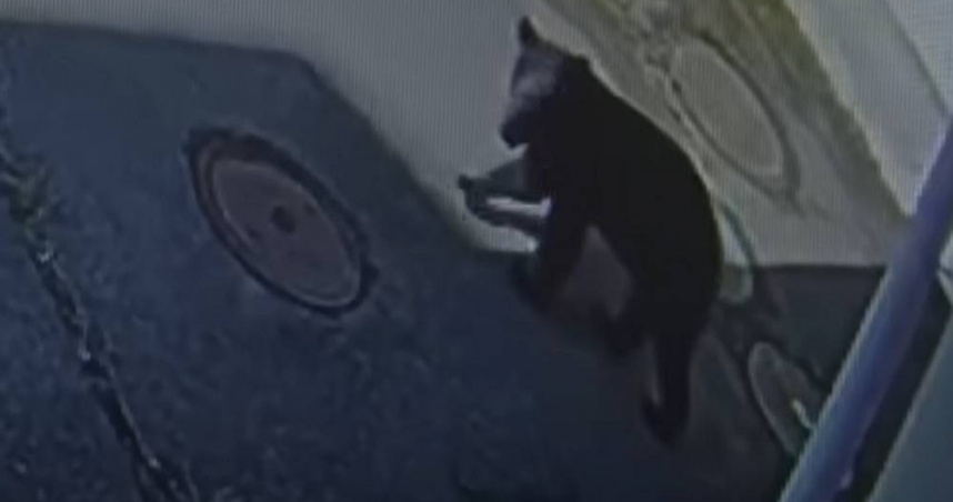 日本東北部岩手縣一所國中近期驚傳有小熊闖入，副校長伊藤伸一個眼神把牠逼退。（圖／翻攝自YouTube／日テレNEWS）