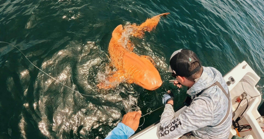 國外科學家近日在哥斯大黎加托圖格羅國家公園（Tortuguero National Park），意外發現1尾全身呈亮橘色的鯊魚。（圖／翻攝自臉書，Parismina Domus Dei）