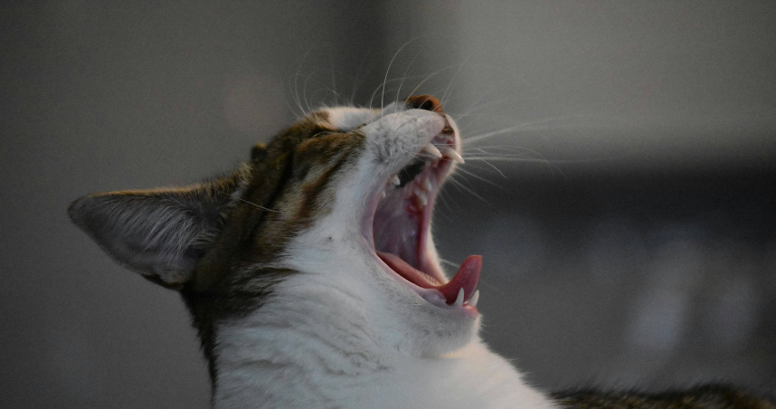 女子帶著貓貓搭高鐵，卻因為貓咪的叫聲被罰款3915元。（示意圖／翻攝自unsplash）