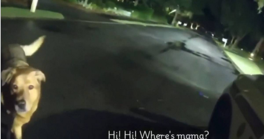 近日，在美國佛羅里達州一名86歲老婦人在深夜帶著狗狗出門散步後一去不回，嚇得丈夫焦急報警。當員警在街道上巡邏並且搜索時，狗狗主動找上巡邏車，並且帶著警察找到了受傷的老婦人。（圖／翻攝X／dog_rates）