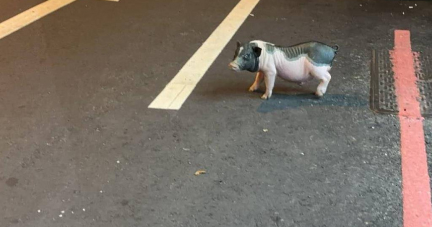 台中市太平區4日凌晨2時許卻發生一起豬隻在道路遊蕩事件，嚇壞民眾。（圖／民眾提供）