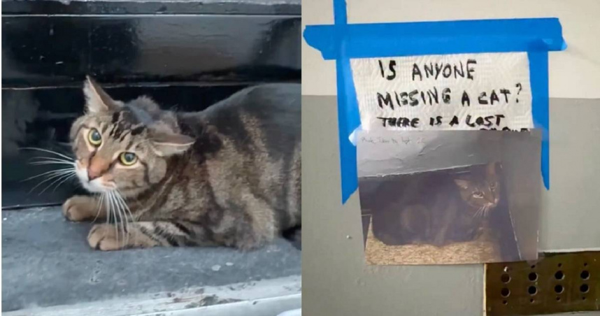 美國紐約有一隻虎斑貓因飼主過世變成流浪貓，整棟大樓的住戶紛紛伸出援手，照顧這隻貓咪。（圖／翻攝自Instagram／bigapplecatrescue）