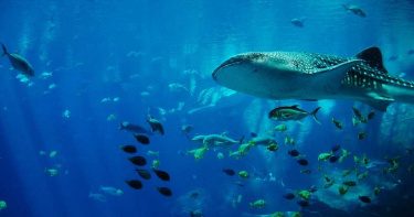 海洋世界充滿奧秘!世界最大鯊魚秘密曝光 眼球佈滿「牙齒」