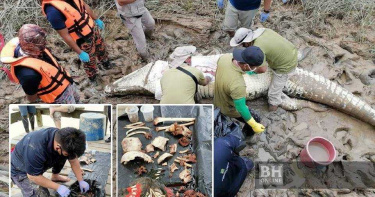 4.7米巨鱷將少年「拉入水中生吞」 剖肚後驚見衣服、人體殘骸