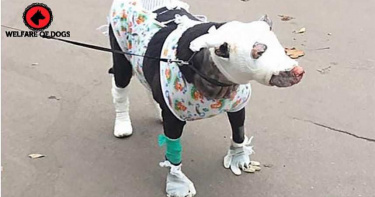 「挺大肚」勇闖火場!母狗叫醒飼主救4命 全身燒傷裹紗布
