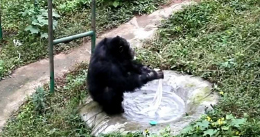 影/超勤勞!黑猩猩最愛「洗衣服」 獲頒勞動榮譽證…獎品爽翻了