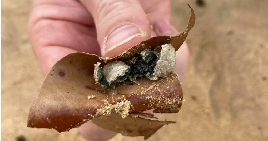 海岸出現數千個性質不明、約為彈珠大小的黑球。（圖／X）