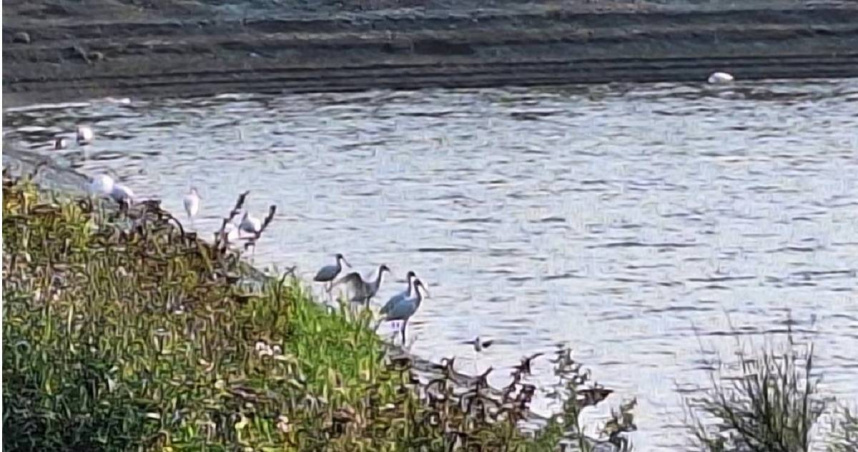 目擊者說，黑面琵鷺很怕人類，如果站太近，牠們馬上飛走，所以他只能距離魚塭約50公尺拍，盡量不干擾到牠們。（圖／翻攝照片）