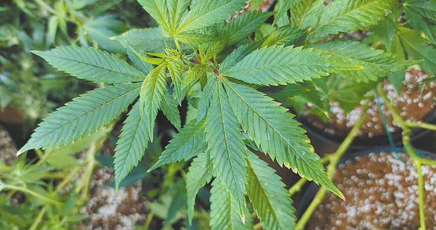 大麻示意圖。（圖／報系資料照）