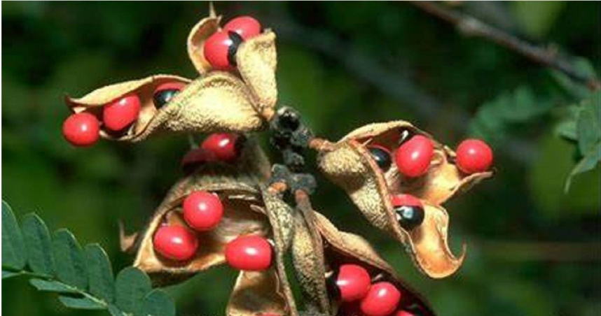 （圖／翻攝自X平台／NatureNews Africa）