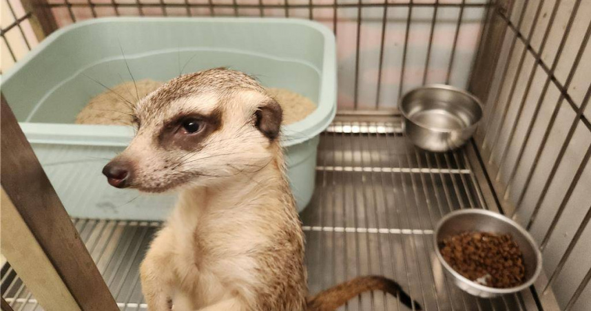 動保處安置可愛吸睛的狐獴，公告協尋飼主。（圖／新北市動保處）