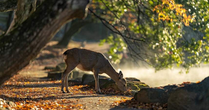 （示意圖／pixabay）