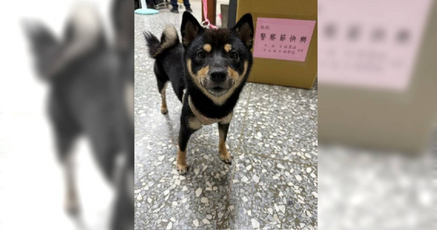 黑色柴犬HAPPY走失7天後被熱心民眾發現，警員透過掃描晶片成功聯繫飼主，結束流浪生涯。（圖／警方提供）