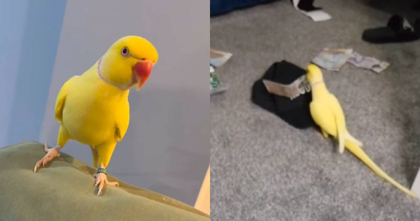 英國販毒集團遭警方破獲，關鍵犯罪證據竟是寵物鸚鵡。（圖／翻攝自臉書＠Lancashire Police）