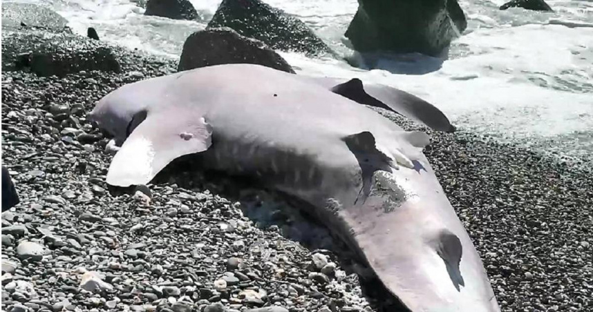 保育類鯨鯊擱淺在台東市豐里岸際，明顯死亡。（圖／翻攝照片）