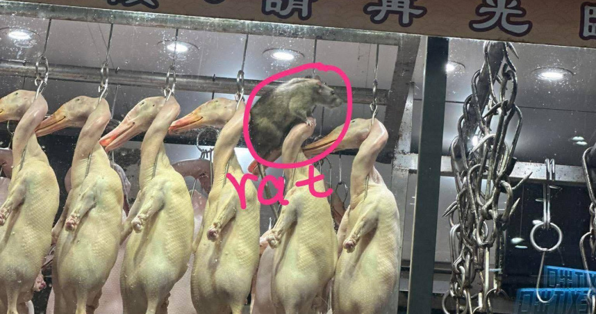 香港荃灣一間燒臘店出現一隻巨型老鼠。（圖／翻攝自FB社團　 香港乳豬乳鴿關注組 ）