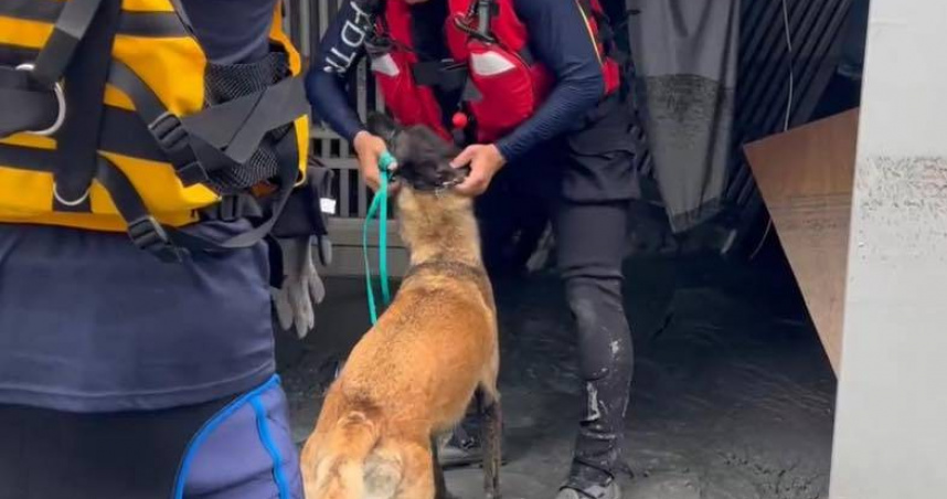 台南市消防局特種搜救隊搜救犬隊解釋「為何搜救犬穿梭災區不穿裝備」。（圖／翻攝自臉書／臺南搜救犬。Tainan K9）