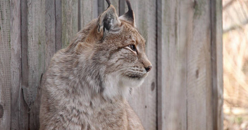 一般伊比利亞猞猁擁有明顯斑點與耳毛，白化猞猁則通體雪白，眼睛色素正常。（示意圖／Pixabay）