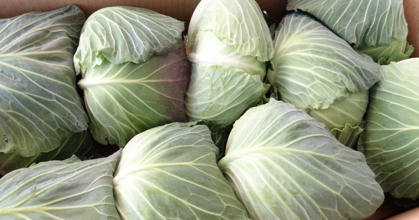 蘇怡寧證實，冷藏的高麗菜葉確實能降低乳房腫脹時的疼痛與硬度。（示意圖／photoAC）