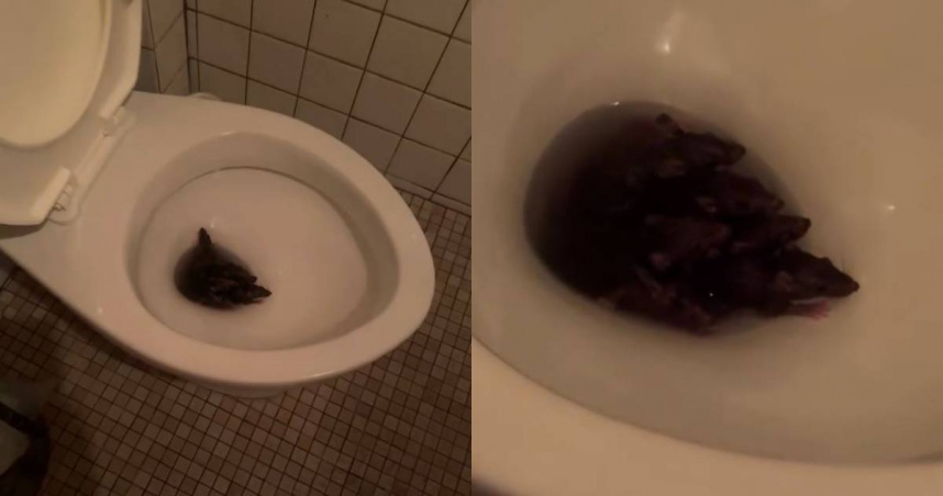 有民眾在台北市中山區某餐廳的廁所看見一群活老鼠在馬桶裡。（圖／翻攝自Threads）