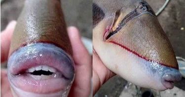 這是什麼怪魚長整排人牙! 「豐厚嘴唇張開」釣客起雞皮疙瘩