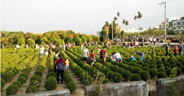 「台版波波草」4千顆種4年!爆紅一個月毀了 地主痛心裝柵欄