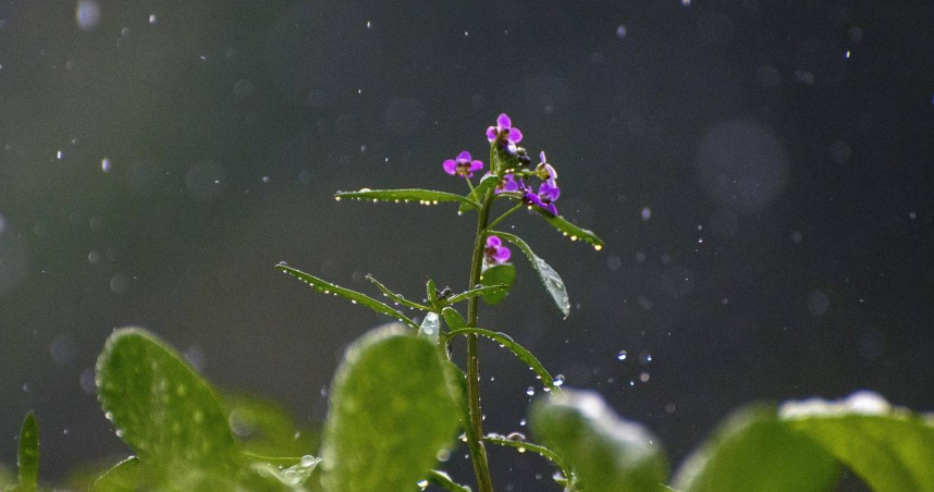 星座專家「清水孟國際塔羅篠安老師」分析，12星座在3月30日至4月5日的運勢。（示意圖／Pixabay）