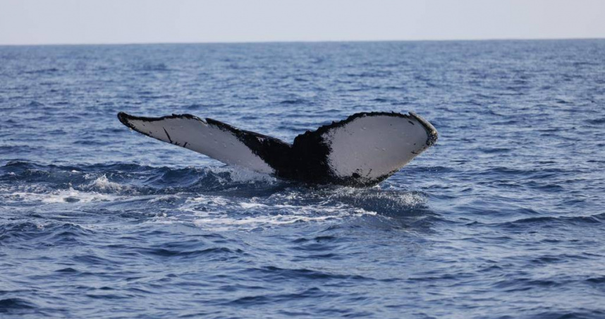 罕見母子鯨上月下旬出現在台灣東部海域，花蓮多羅滿賞鯨船趕往台東，記錄到珍貴畫面。（多羅滿賞提供／王志偉花蓮傳真）