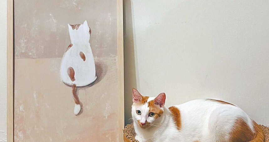 農業部防檢署規畫7月起，家貓只要飼養於室內，且外出時會使用提籃、推車或運輸籠等避免脫逃措施，就不再要求強制施打狂犬病疫苗。示意圖為家貓。（圖／報系資料照）