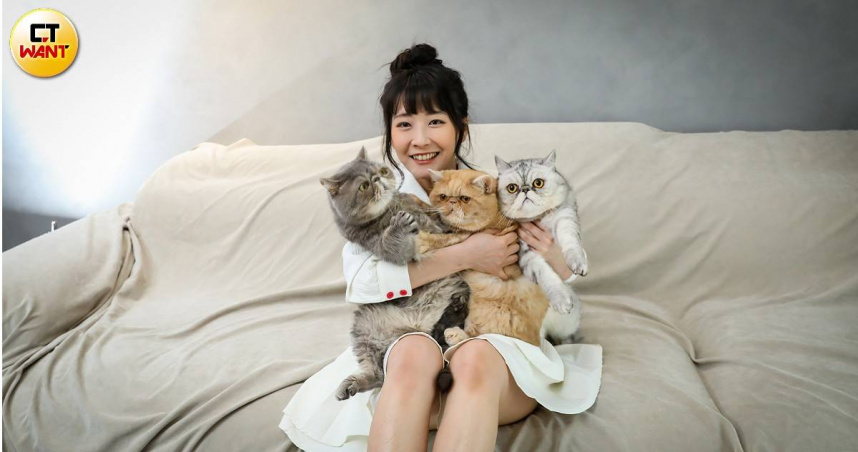 陸子玄家有三隻俗稱加菲貓的異國短毛貓，分別是7歲的「笑笑」、6歲的「發發」跟4歲「旺旺」（圖／侯世駿攝）