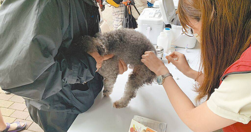新北市動保處指出，目前新北市犬貓狂犬病疫苗注射率已達73％的預防目標標準，但野生動物仍可能成為病毒宿主，須持續監控與防治。（圖／新北市動保處提供／中國時報柯毓庭新北傳真）