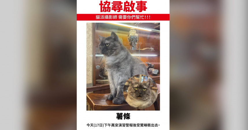 迪化街知名店貓「薯條」走失。（圖／貓咪也瘋狂俱樂部CrazyCat Club臉書）