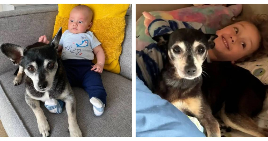 美國一飼主在失去愛犬魯夫斯後4天，遇見與牠神似的新狗齊吉，檢測發現竟是魯夫斯的親生父親。（圖／Jillian Reiff提供，下同）